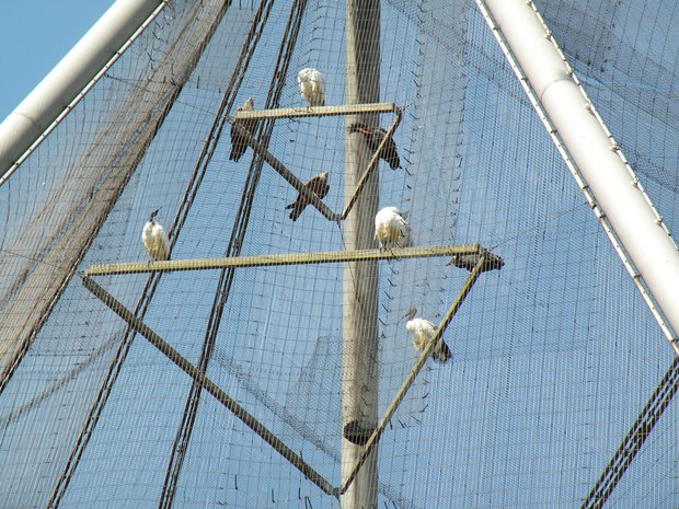  rapaces du zoo de Regent's Park